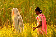 Indian Womens working in Mustard Farm.