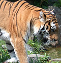 taj